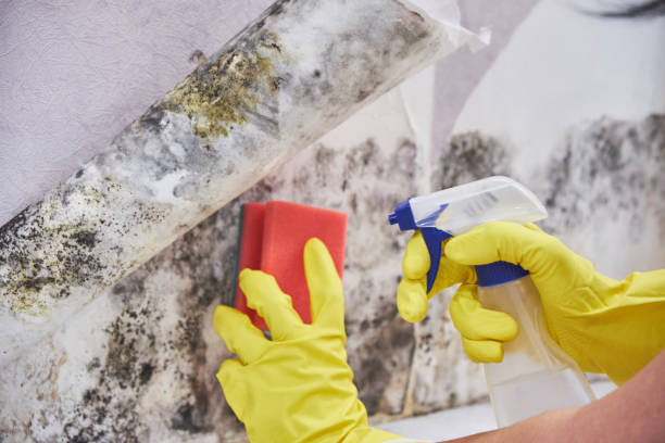 Best Basement Mold Removal in Silver Creek, NY